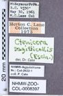Etiketten zu Acteniceromorphus sagitticollis (Eschscholtz, 1829) (NHMW-ZOO-COL-0008397)